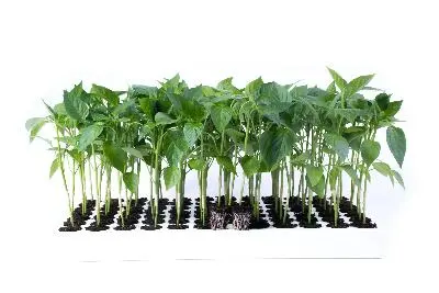 Прививка перца: страховка от заражения и прибавка к урожаю