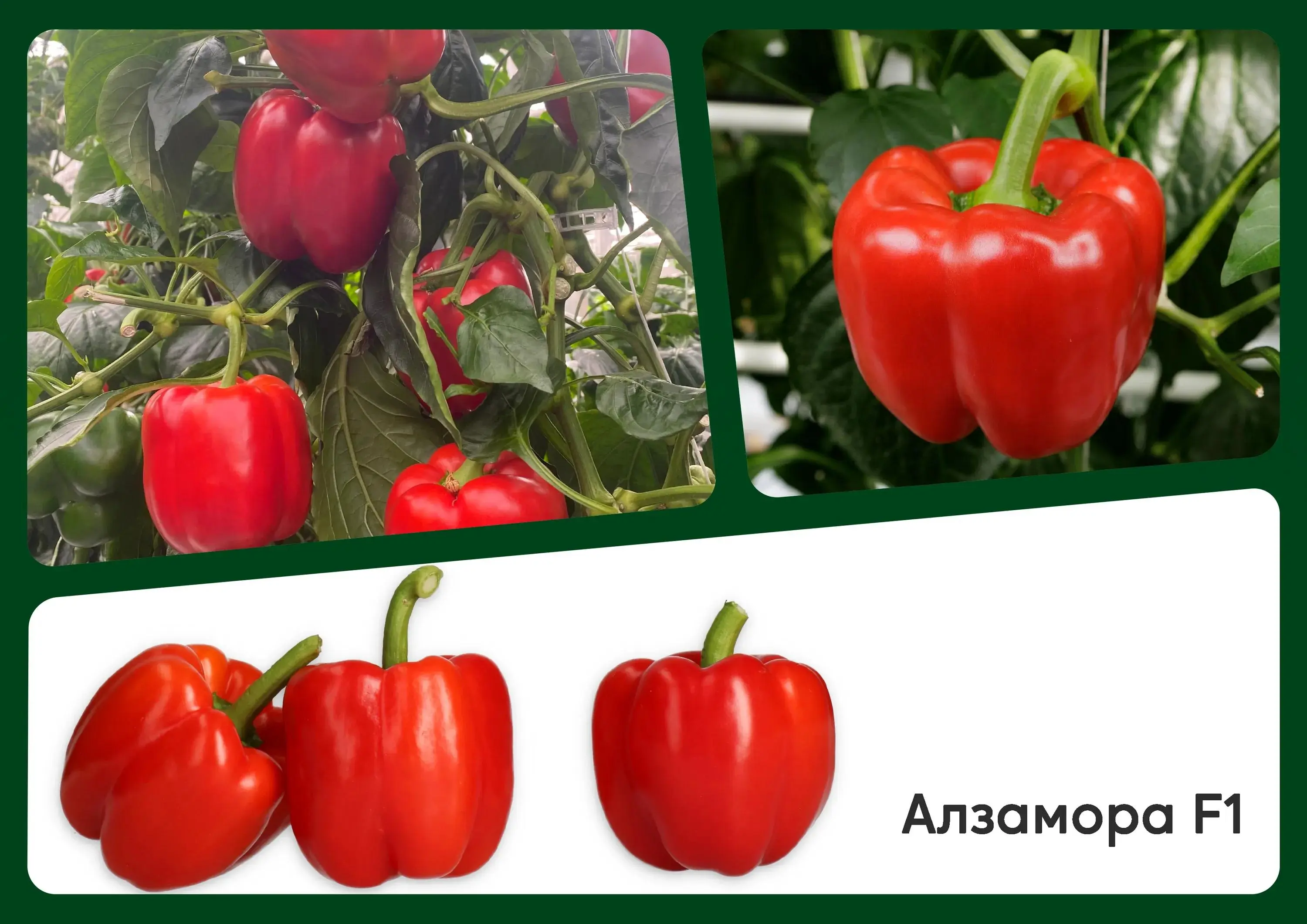 Картинка статьи