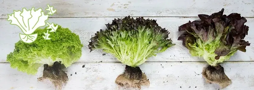 Идеальный «живой салат»