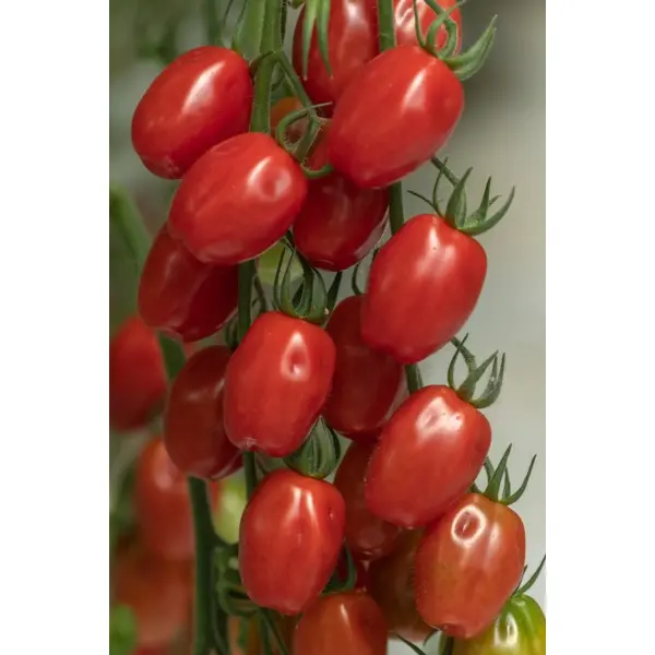 Бенволиетто F1