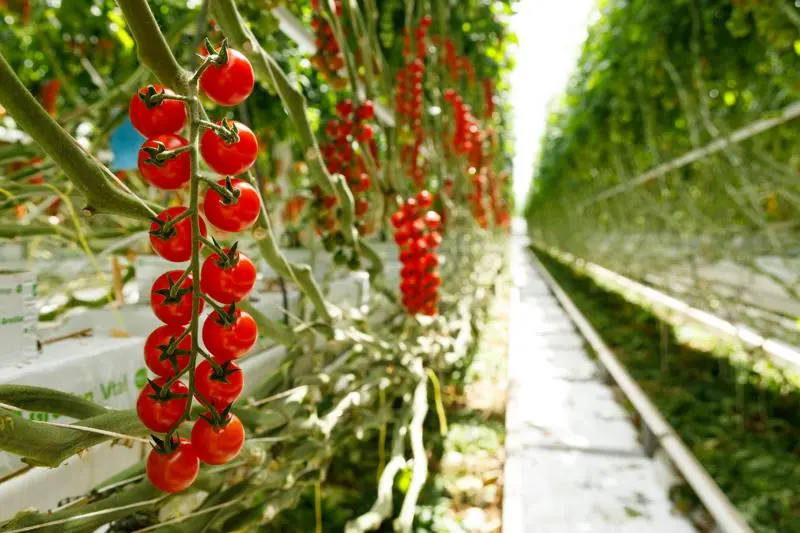 Провентура F1