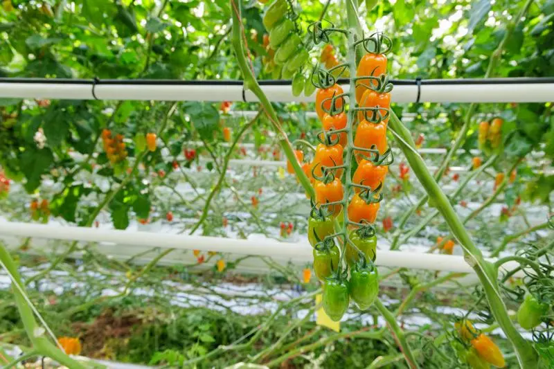 Виллемини F1